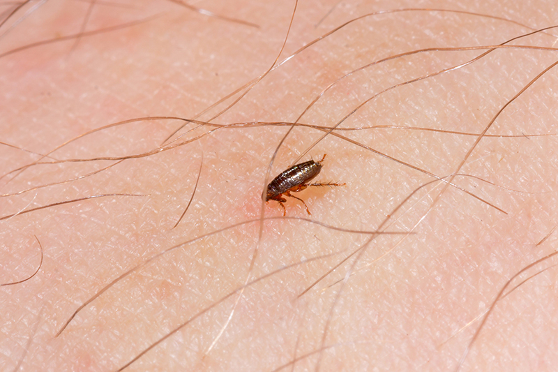 Flea Pest Control in Maidenhead Berkshire