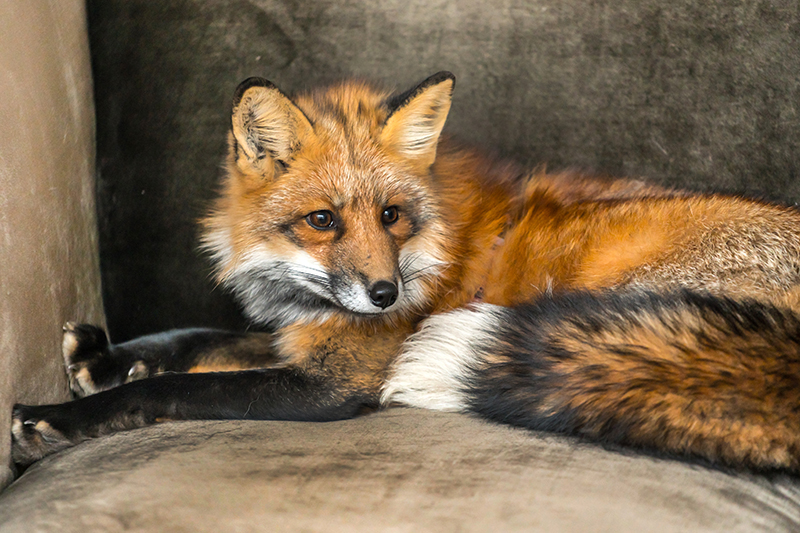 Fox Pest Control in Maidenhead Berkshire