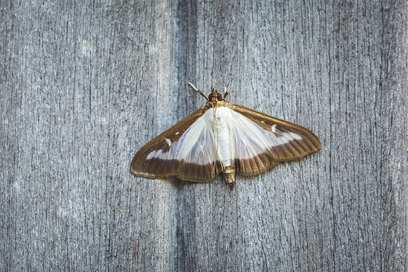 Moth Pest Control in Maidenhead Berkshire